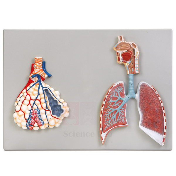 Human Respiratory System Model, 2-parts